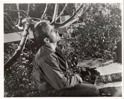 James Dean - unterm Baum