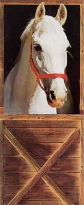 Fototapete - Pferd - Klicken f�r gr�ssere Ansicht